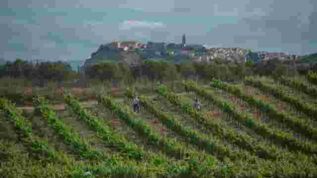 Bodega y Viñedos Alconde