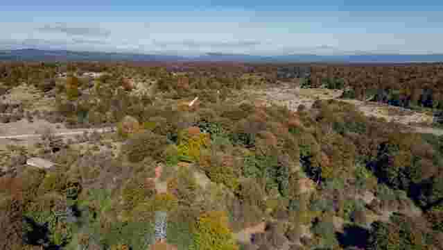 Bosque de Artea