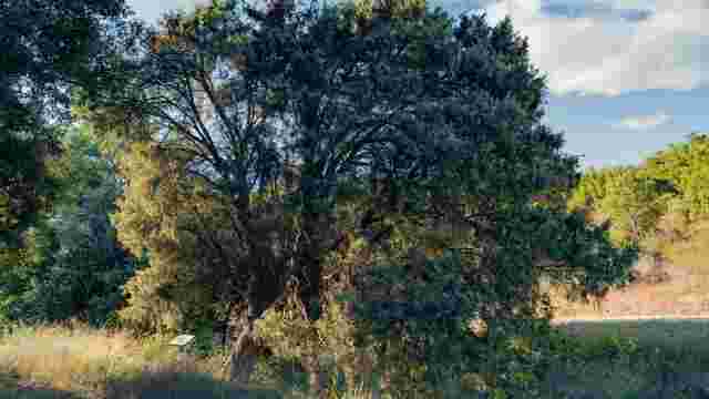 Monumento Natural Nº 32 Enebro de Legardeta
