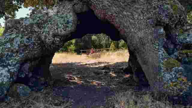 Monumento Natural Nº 2 Encino de Tres Patas