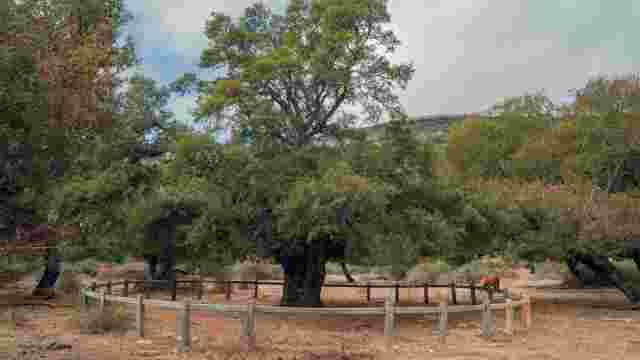 Monumento Natural Nº 34 Arce de Lezáun